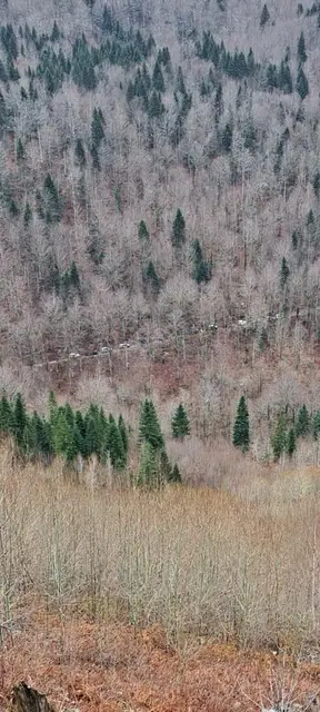 Strma šumovita planinska padina